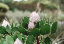 Europe looks for alternate gas solutions but could it be left in cold?