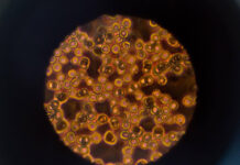 What are the major parties in the lead-up to SA’s state election?